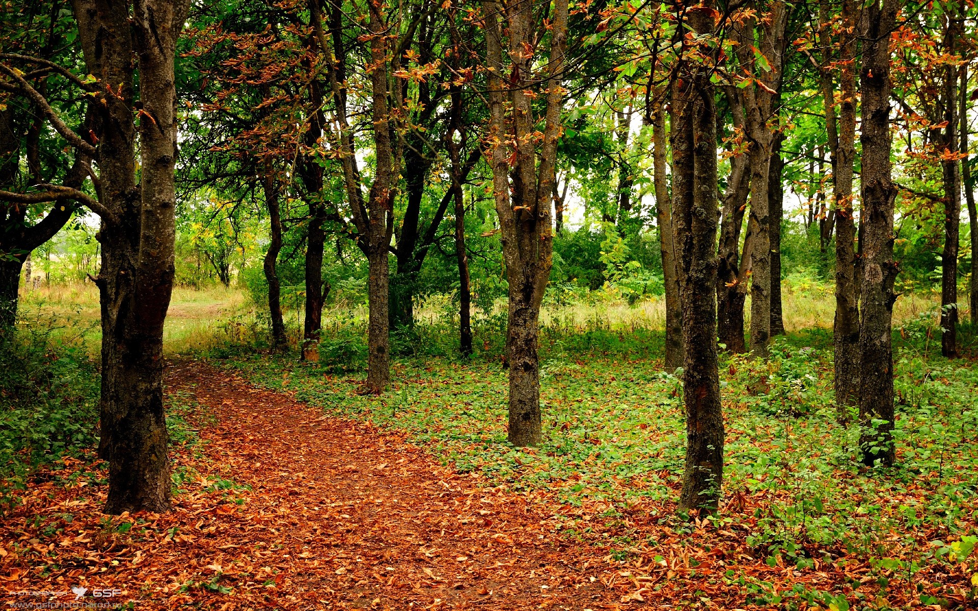 Leyu Sport下载-勒沃库森取得多场连胜，势不可挡，勒沃库森是什么意思