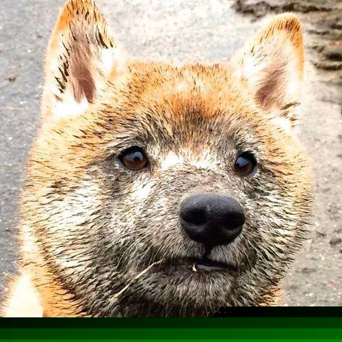 尼古拉·西尔维斯特里在男子撑杆跳中获得银牌，尼古拉维奇拳击