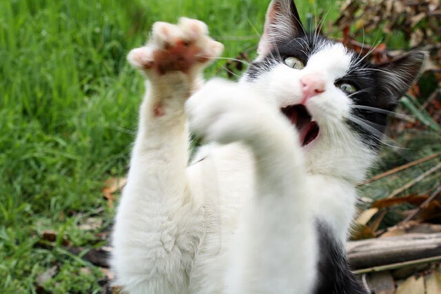 火箭压哨绝杀奇才，小波特三分准星爆棚，小波特火箭合同