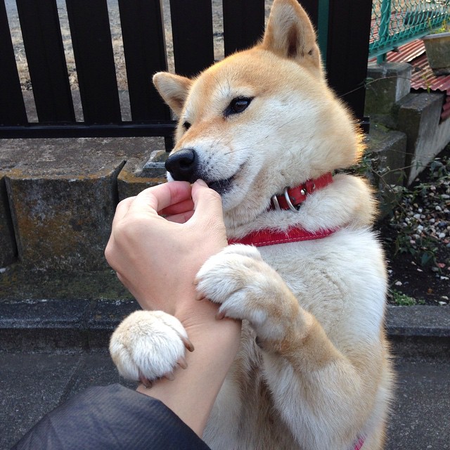 石油人季中引援助力球队,石油人什么意思