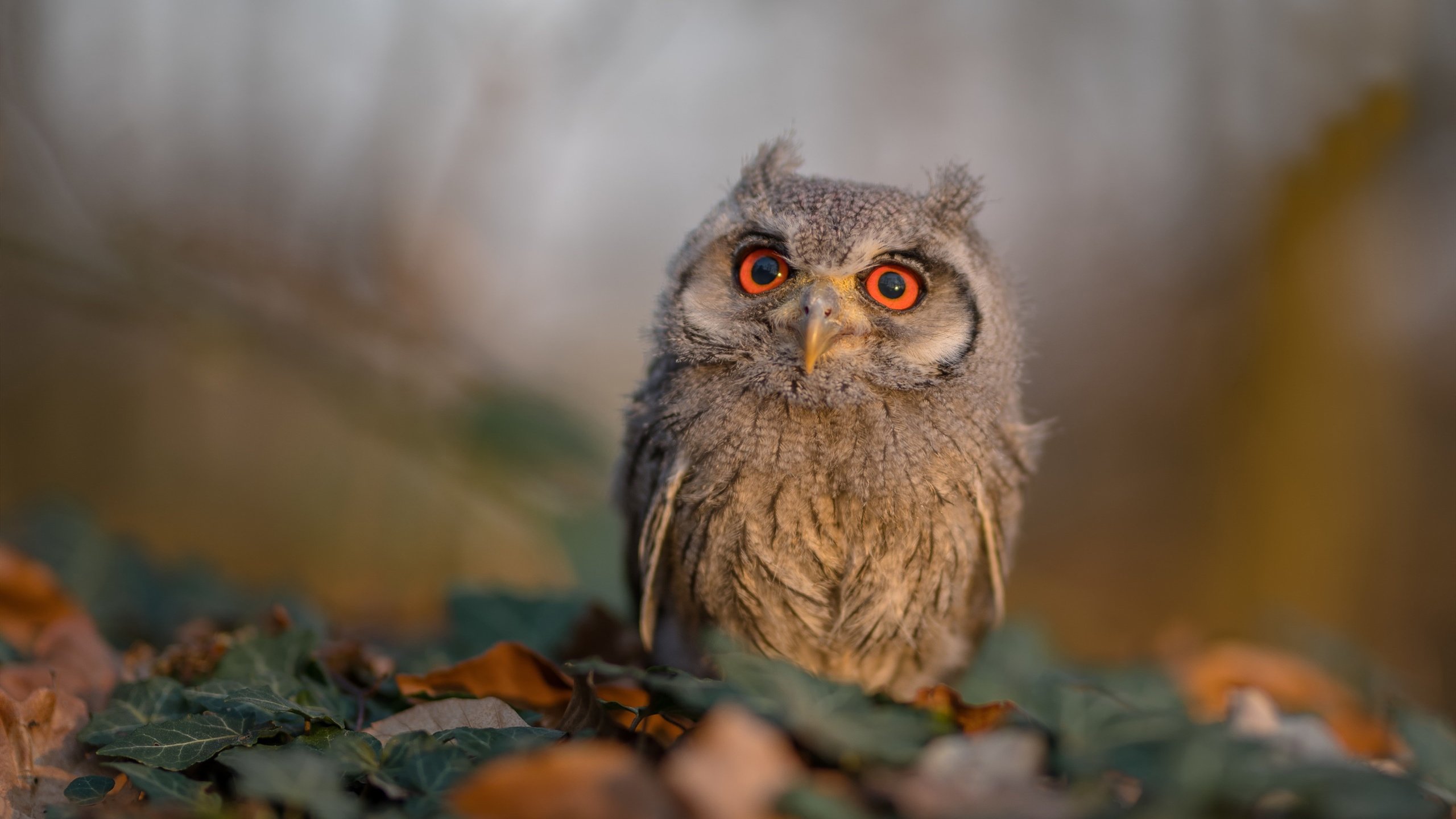 leyu乐鱼官网登录入口-石油人季中引援助力球队，石油人展望2021