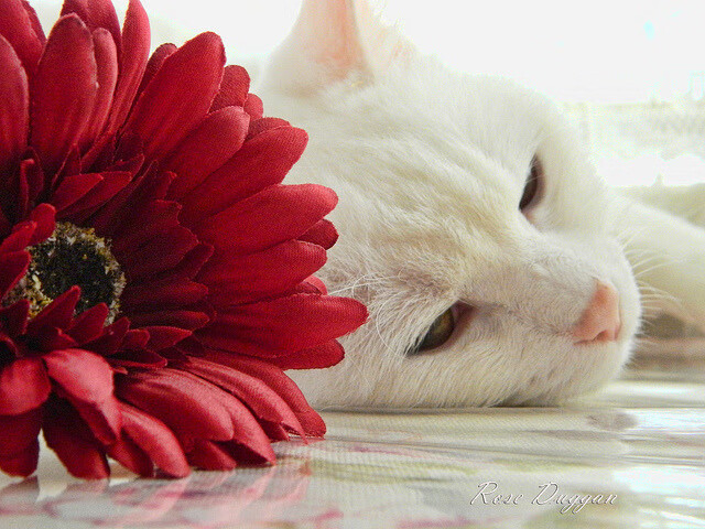 乐鱼体育APP官方下载-美国主场胜克罗地亚，实力得到提升，1992年美国vs克罗地亚