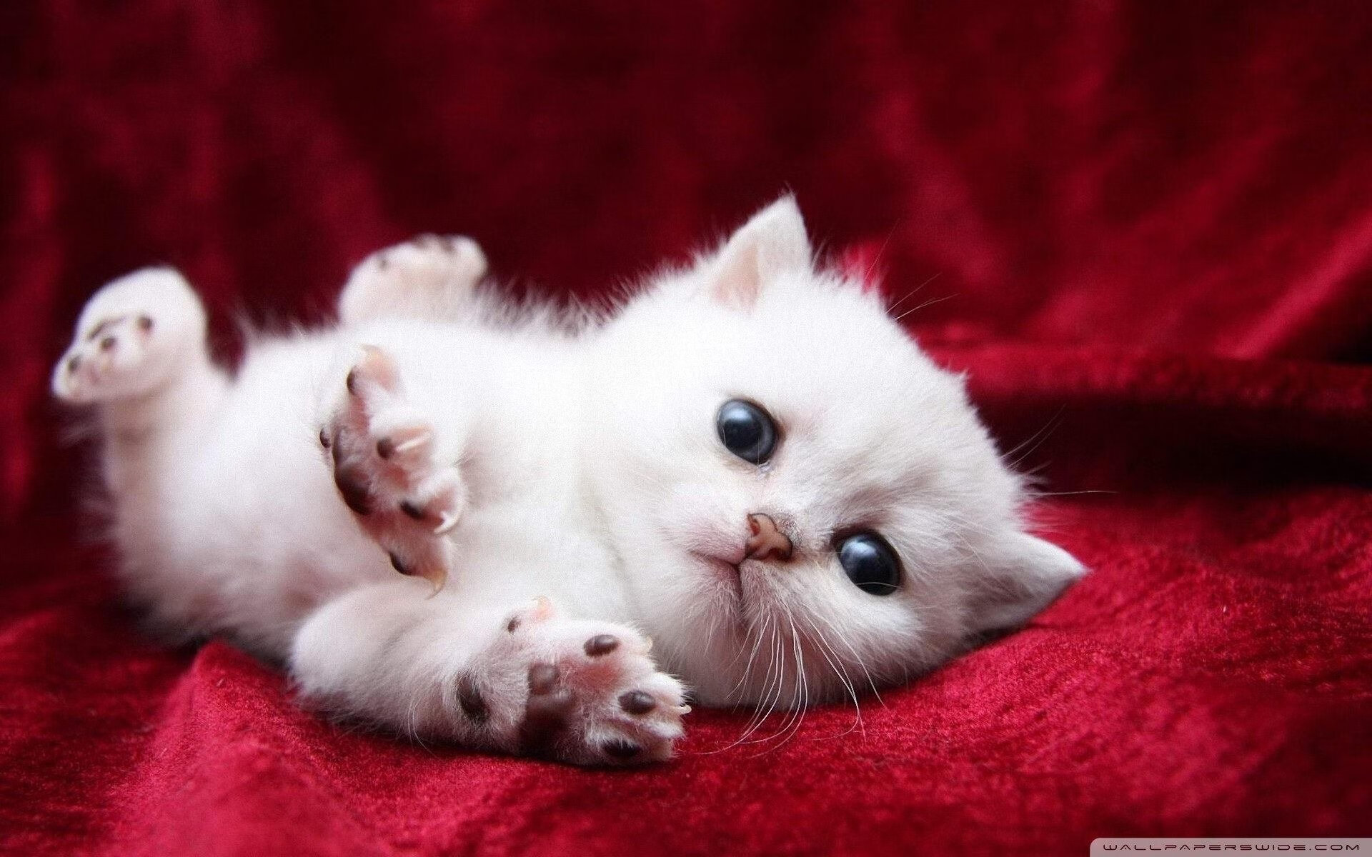 萨索洛客场奏凯，击败排名前茅的对手，萨索洛首发