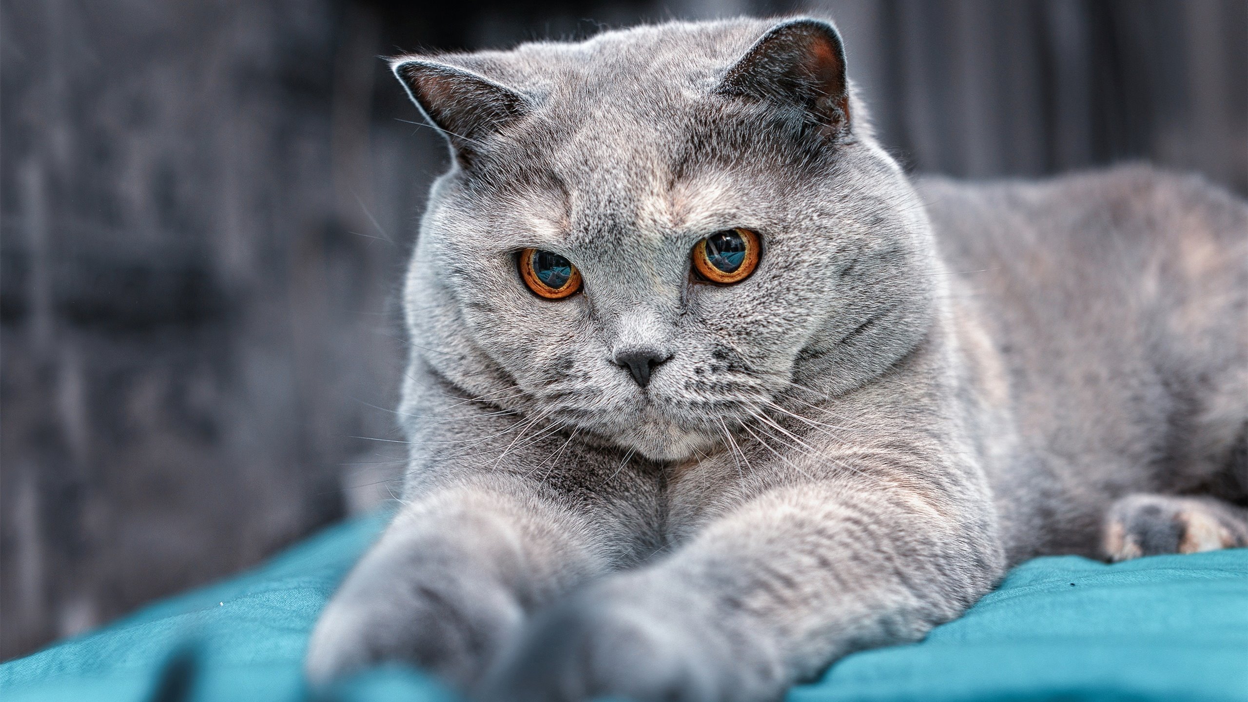 中国足球比赛比赛节奏，中国足球比赛规则介绍