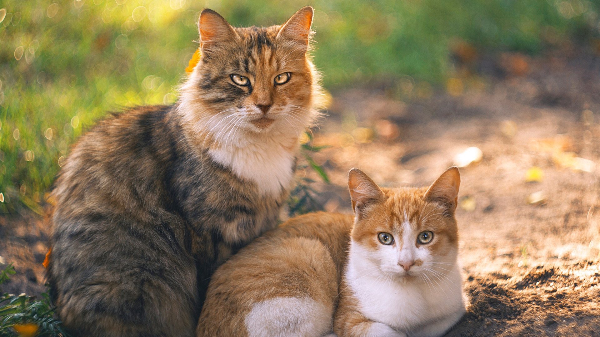 CBA裁判管理机制改革是否迫在眉睫,cba的裁判归谁管