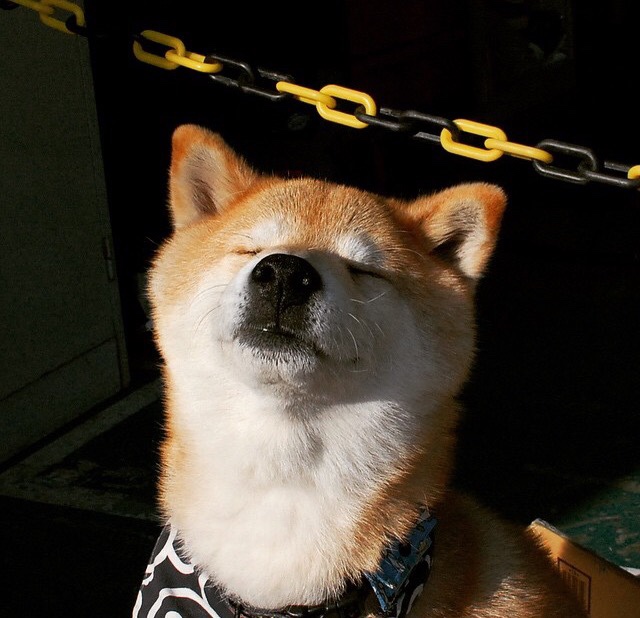 世界乒乓球锦标赛赛程公布，期待赛事精彩，世界乒乓球锦标赛官网