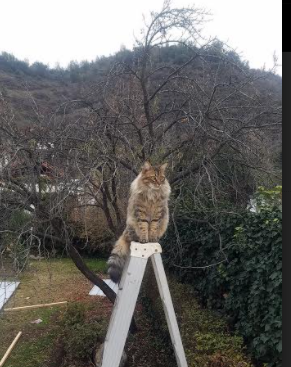 滑行技术提升，中立B男子项目进步快，滑行步教学视频
