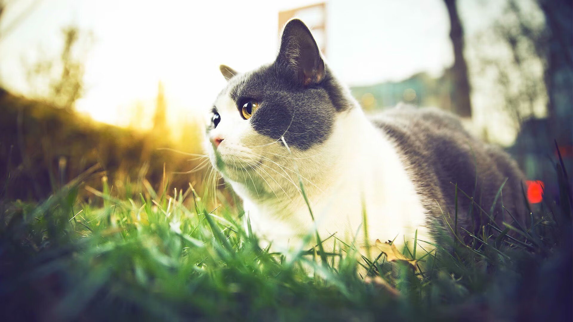 基：全黑队防守端的“专职拦截员”，他总能在最需要的时刻做出关键动作