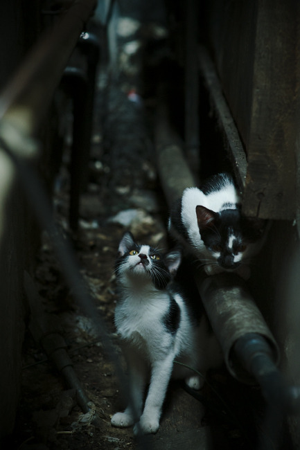 APP下载 LY Sports-字母哥关键时刻两罚全中雄鹿力克尼克斯，字母哥在雄鹿