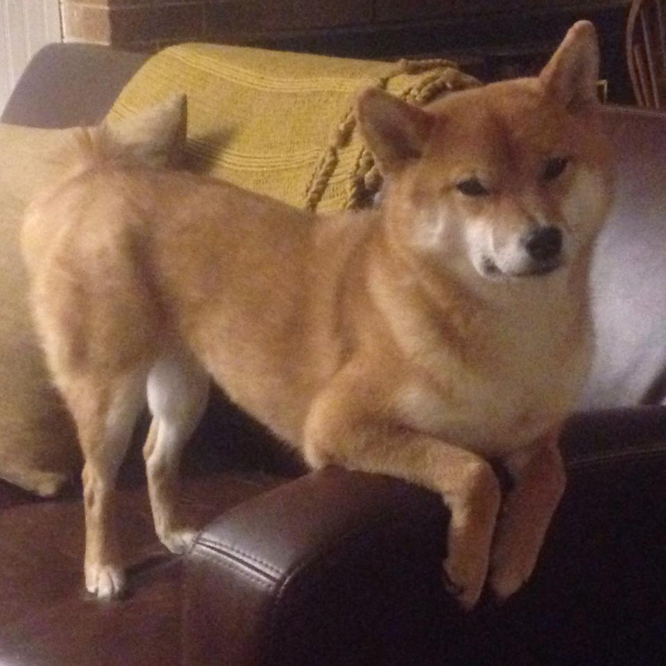 Leyu Sport登录入口-张雨霏接力比赛中发挥稳定表现出色，张雨菲 接力