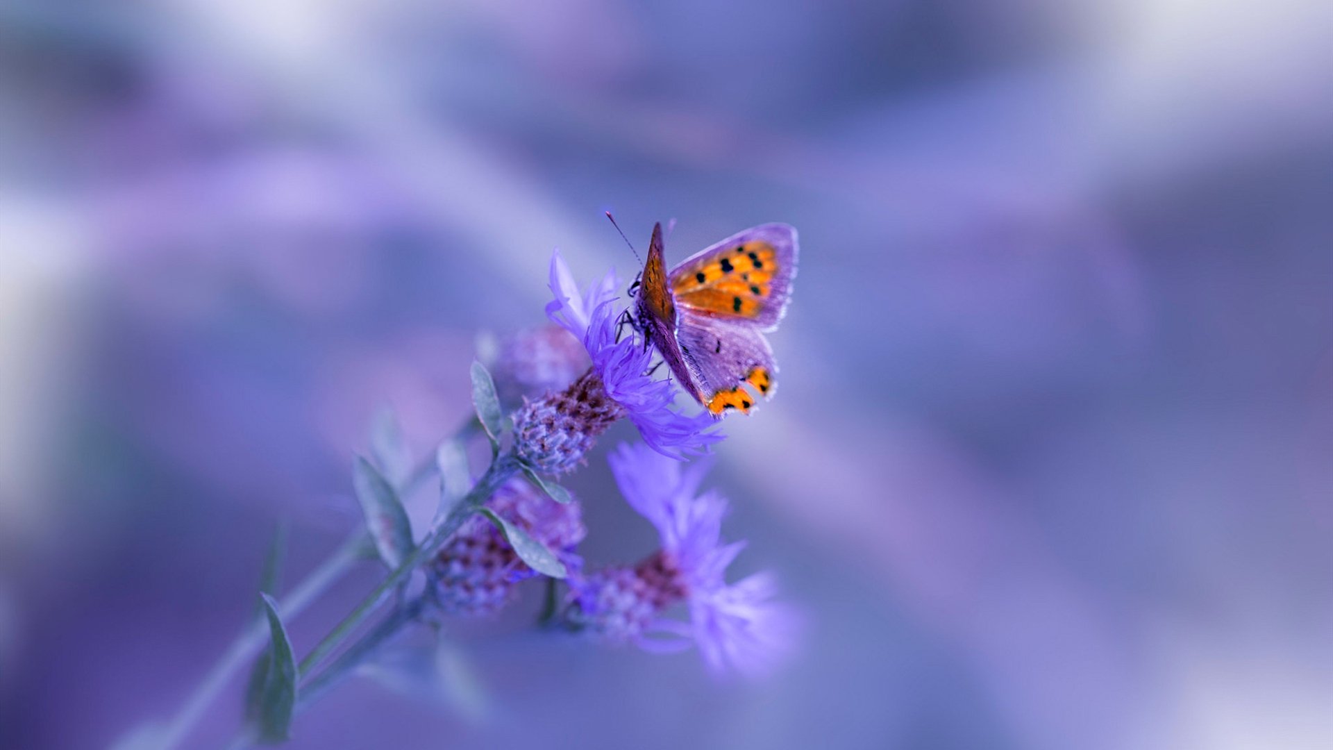 欧洲杯变阵奇招：战术创新激发无限可能！，欧洲杯推演