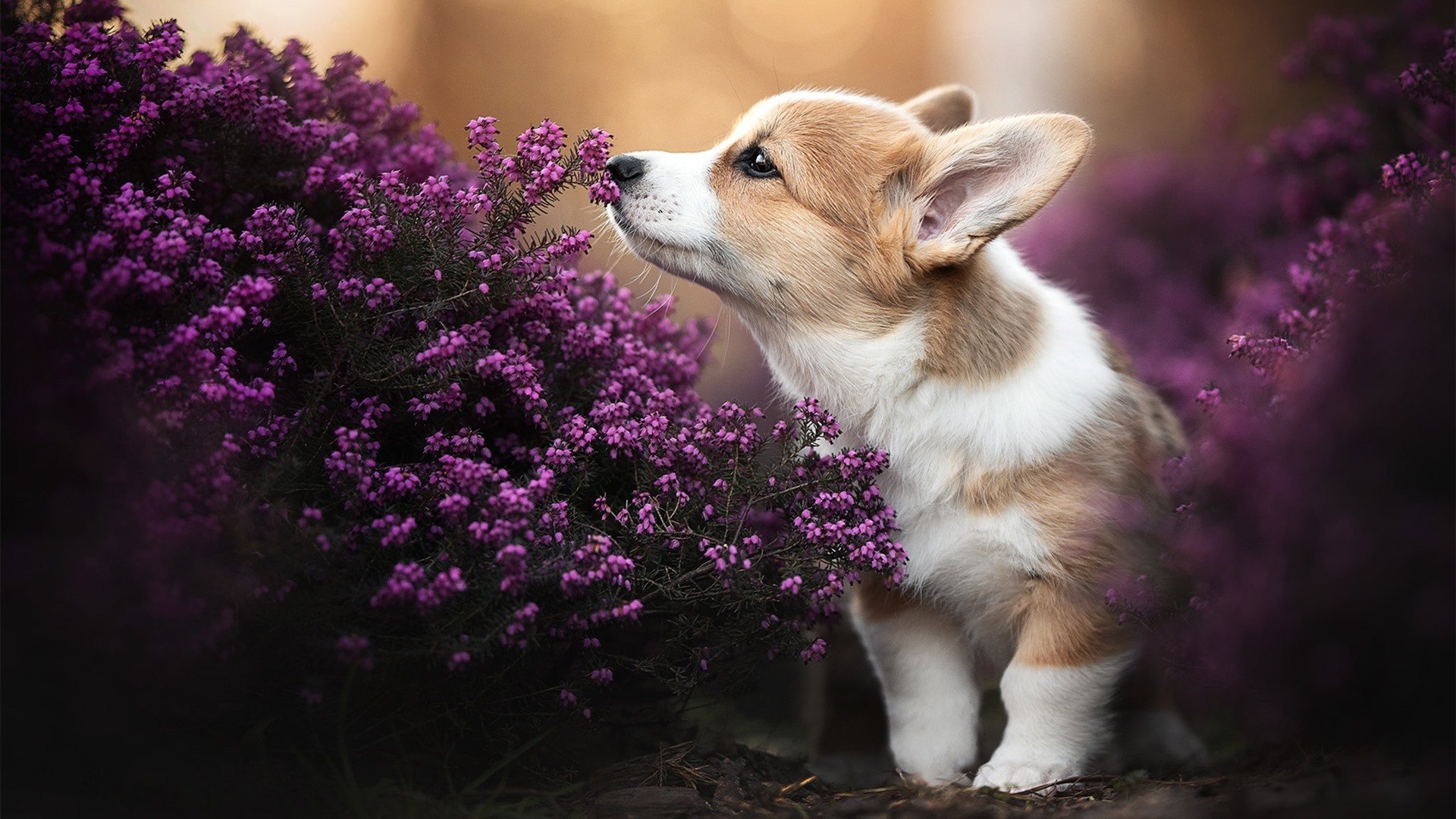 水球攻防转换中立代表队A节奏明快，水球犯规区