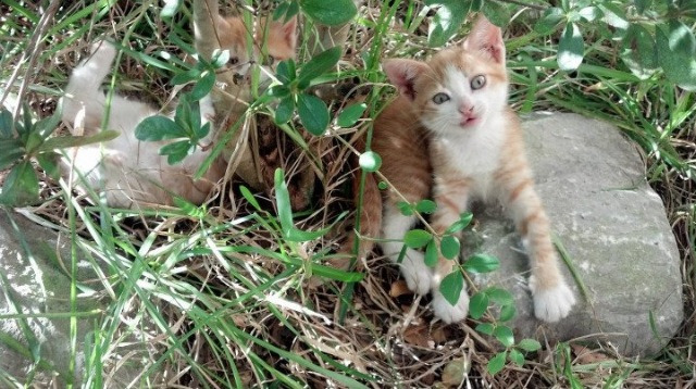 LEYU乐鱼体育官方网站-澳大利亚队完美接力赢得观众喝彩，澳大利亚队第几个出场