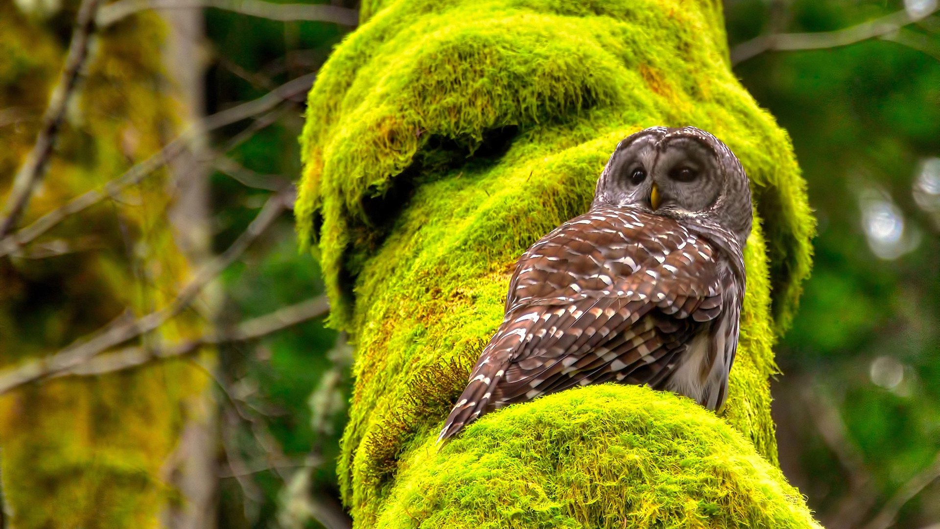 英格兰橄榄球协会公布五年发展计划，英格兰橄榄球国家队