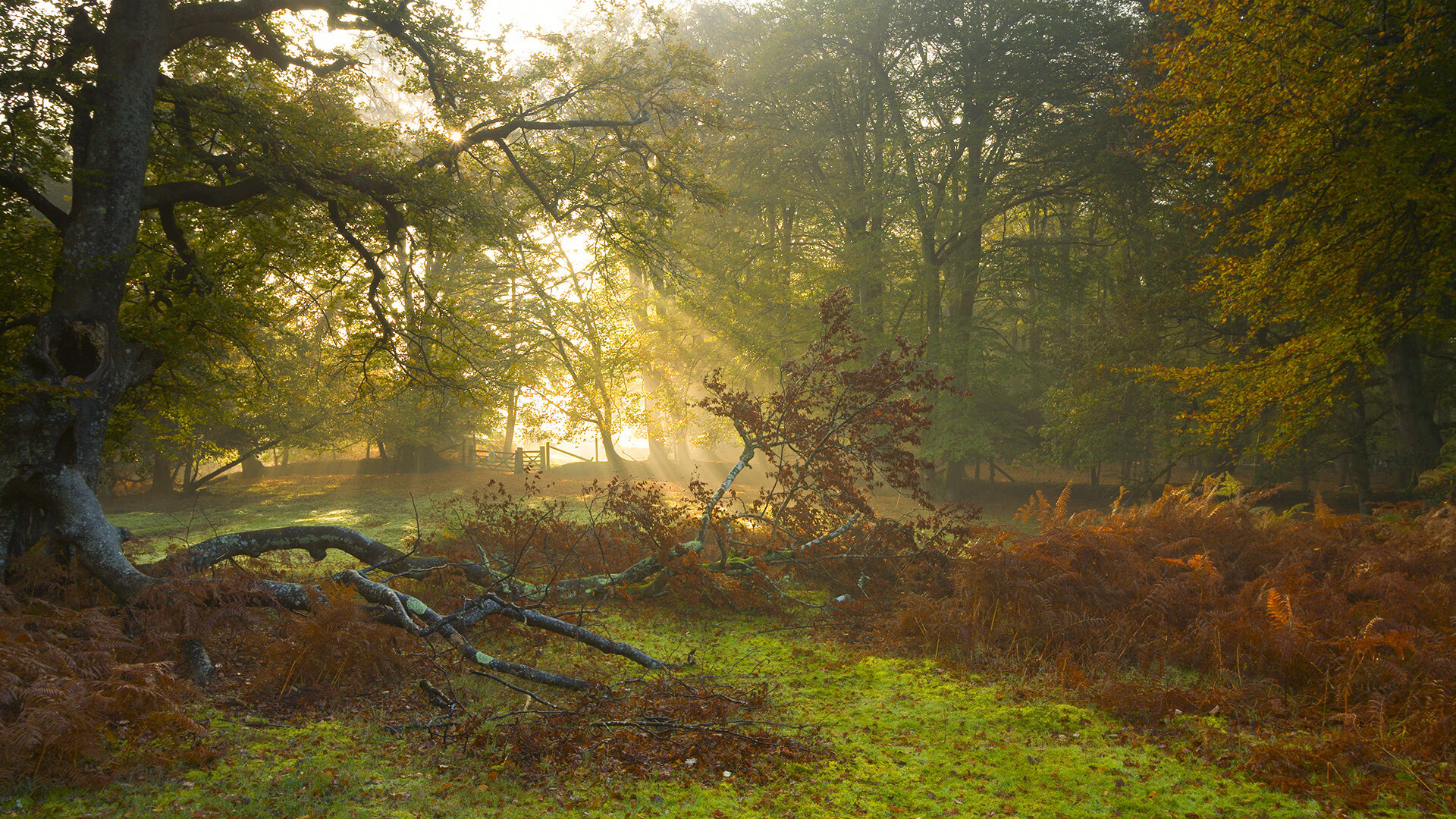 谷爱凌学习成绩优异成榜样代表，谷爱凌家庭情况